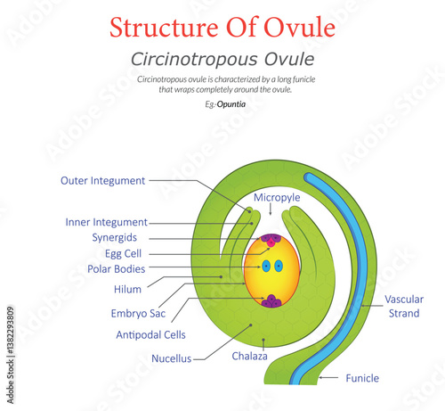 Circinotropous Ovule Diagram Showing Coiled Structure with Labeled Parts