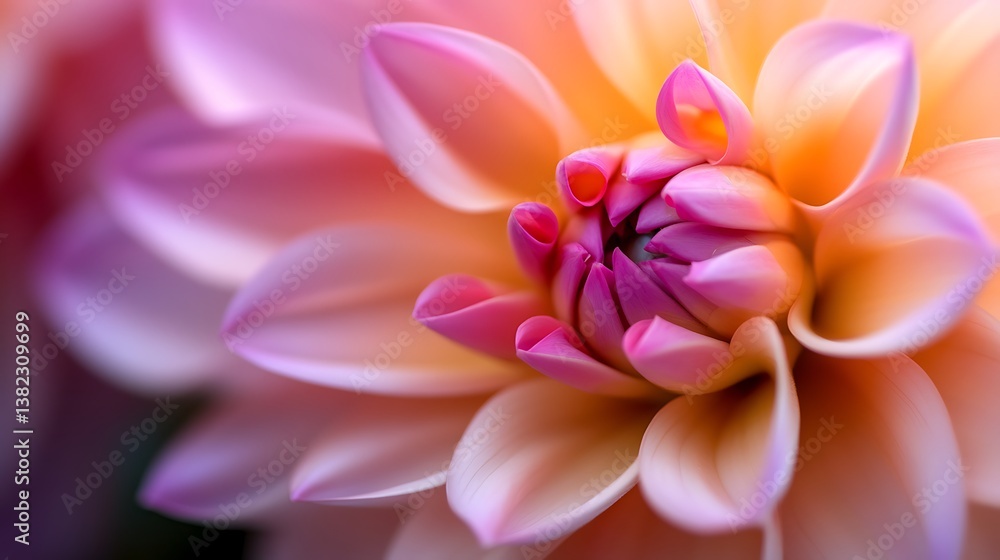 Fototapeta premium Pink Dahlia Bloom Macro Soft with Pastel Flower CloseUp.