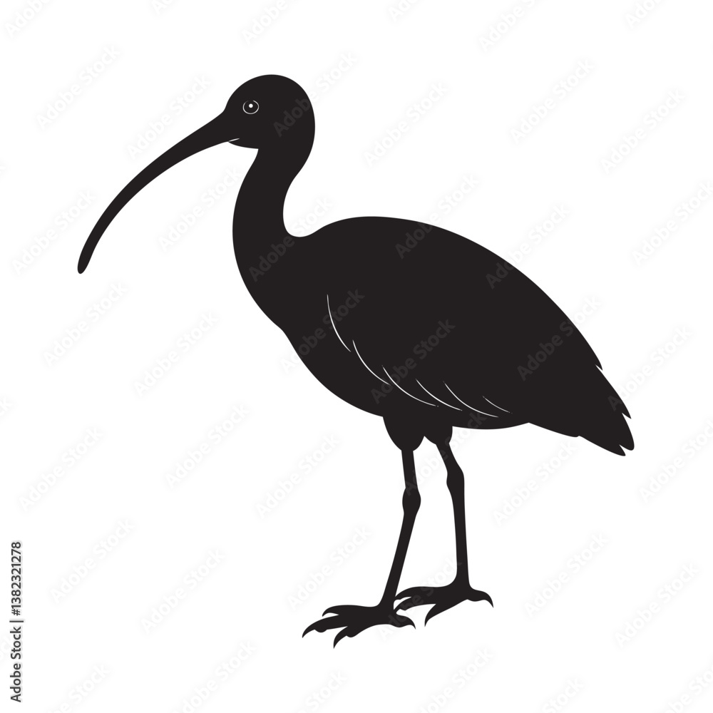 Fototapeta premium Black scarlet ibis stand near wild water, displaying white and black feathers