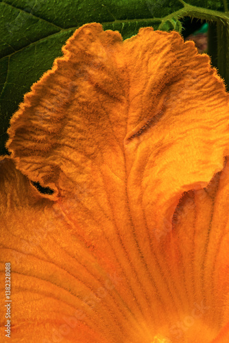 Close look at the petal on a pumpkin blossom