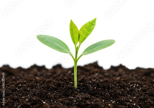 Wallpaper Mural A small green plant seedling growing in dark soil against a plain white background in close up view Torontodigital.ca