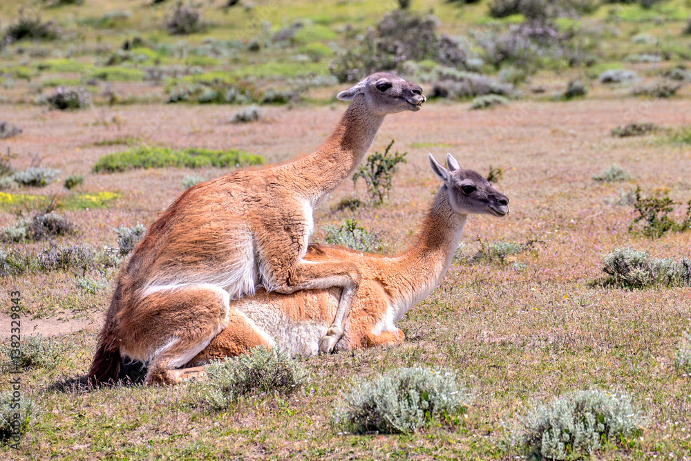 Fototapeta premium Guanaco close up photo in Peninsula Valdes, Patagonia, Argentina