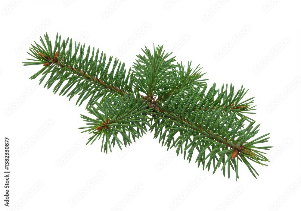 Obraz premium Isolated close up of a green spruce branch with short needles on a plain white background image view