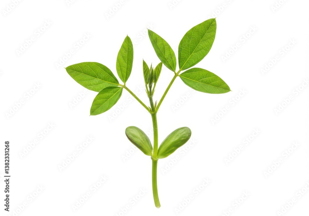 Isolated image of a young plant with green leaves on a white background in a studio setting view Isolated image of a young plant with green leaves on a white background in a studio setting view
