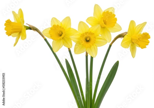 A cheerful bunch of yellow daffodils with green stems isolated against a white background in a studio shot
