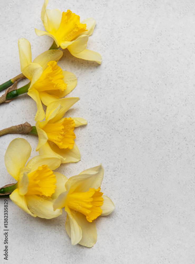 Daffodils creating a vibrant spring border on neutral background
