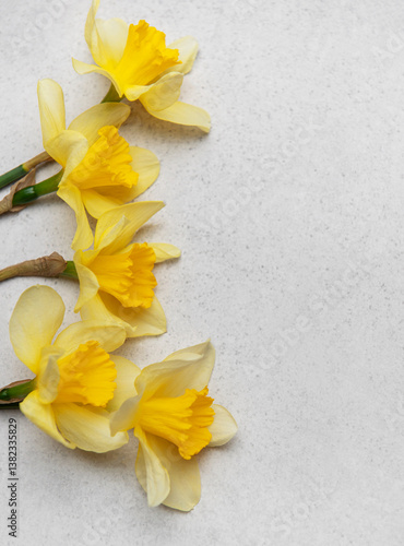 Obraz na płótnie Daffodils creating a vibrant spring border on neutral background w salonie