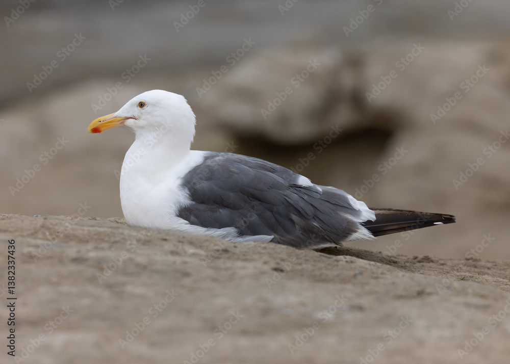 A seagull rests on the rocky coastline of the beaches in San Diego California.
