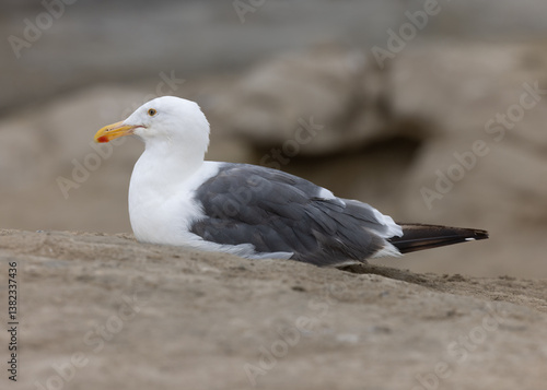 Obraz na płótnie A seagull rests on the rocky coastline of the beaches in San Diego California. w salonie