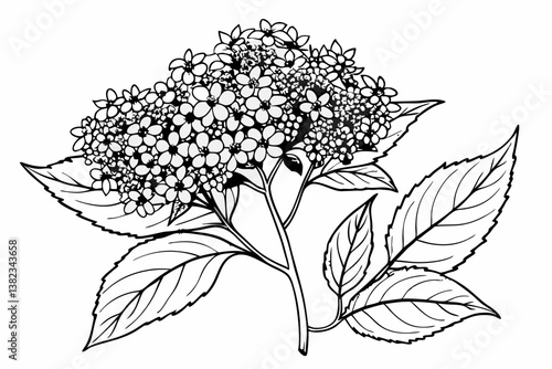 coloring page line art the elder flower black vector