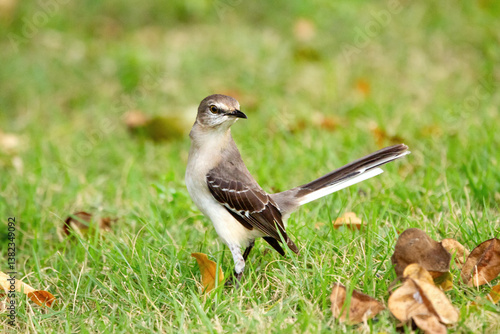 Northern mocking bird is walking alerted on a green lawn grass in the summer garden.