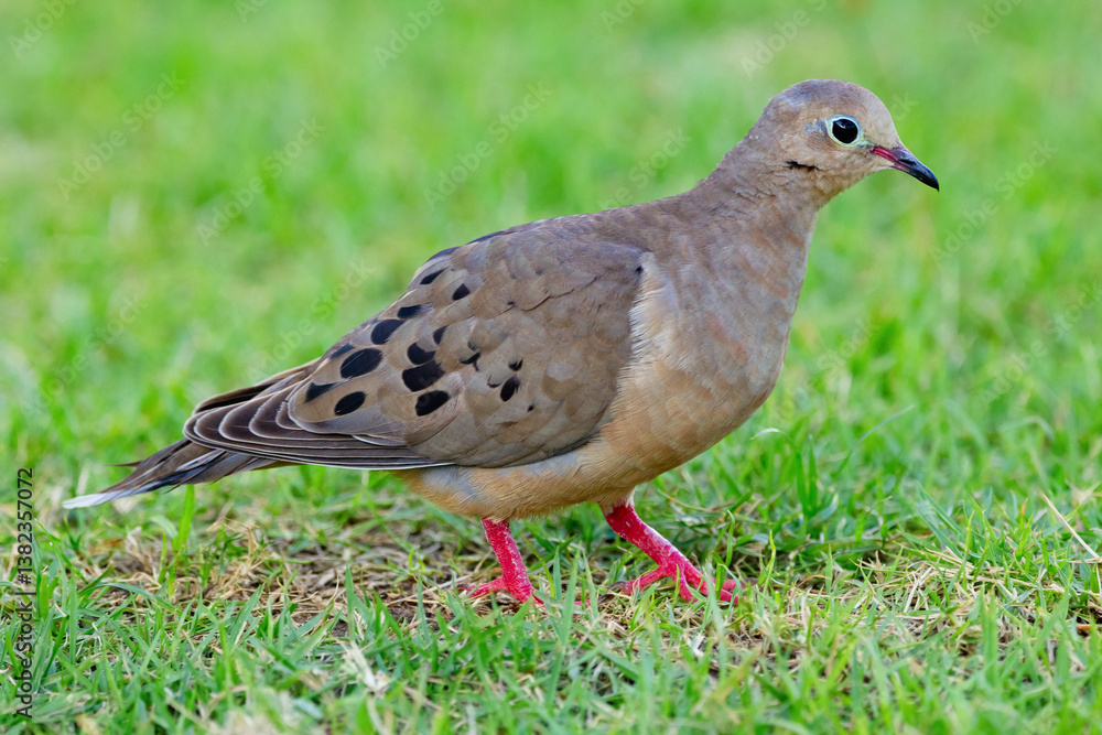 Obraz premium Cute bird Mourning dove is foraging on the ground in green grass of the summer garden.