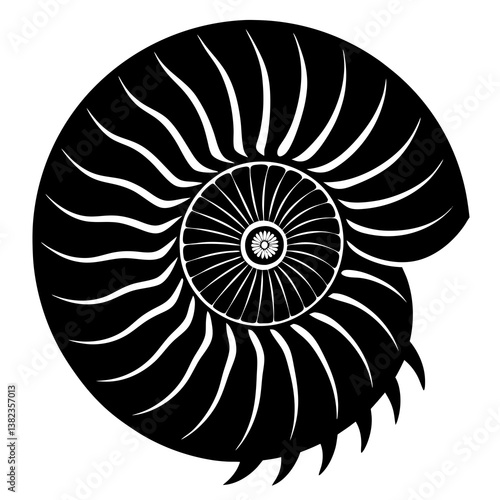 nautilus shell isolated on white background