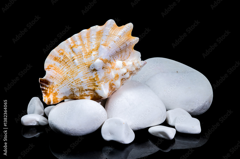 Strombus Raninus Shell with White Pebbles on Black Background