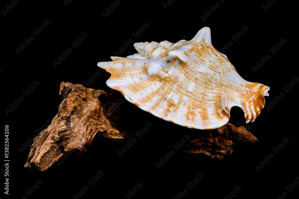 Strombus Raninus Shell on Driftwood with Black Background