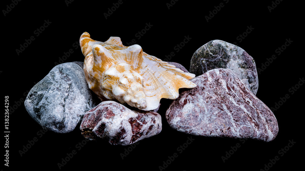Strombus Raninus Shell with Rocks on Black Background