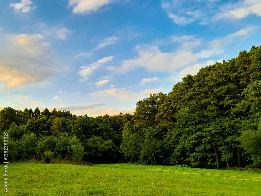 Idyllic view if meadow in center of forest. Idyllic view if meadow in center of forest.