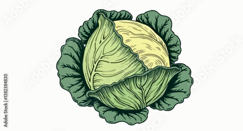 whole fresh green cabbage with detailed leaf textures