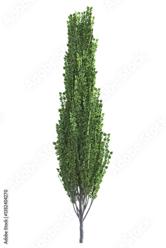 Fototapeta An young isolated black poplar tree, Populus nigra