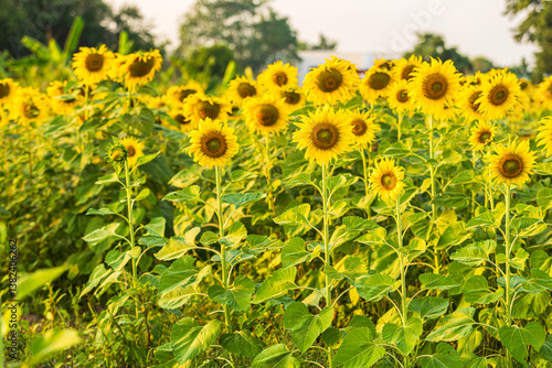 Golden Sunflowers field at blooming farm agricultural Summer sunset and blue sky background texture with white clouds in Thailand