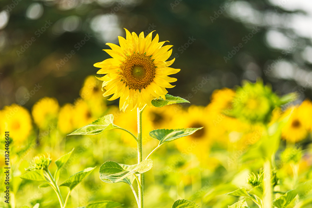 Golden Sunflowers field at blooming farm agricultural Summer sunset and blue sky background texture with white clouds in Thailand