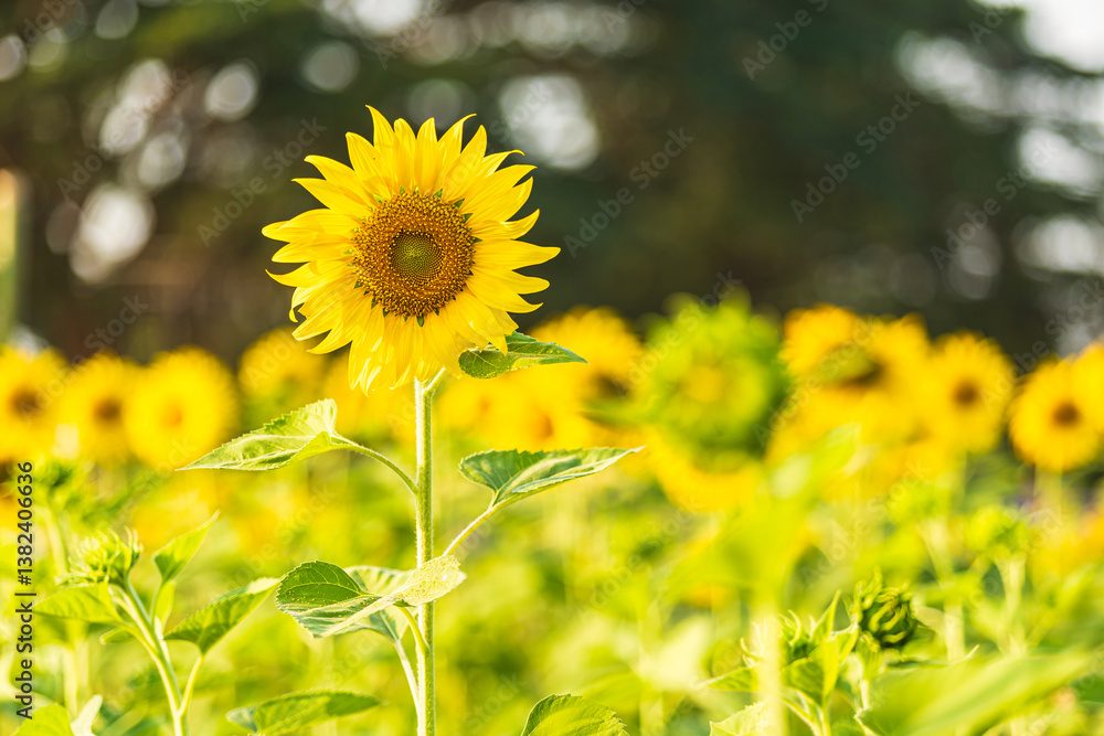 Golden Sunflowers field at blooming farm agricultural Summer sunset and blue sky background texture with white clouds in Thailand