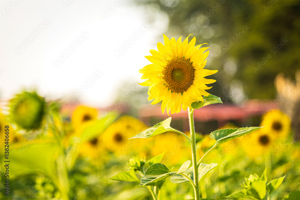 Golden Sunflowers field at blooming farm agricultural Summer sunset and blue sky background texture with white clouds in Thailand