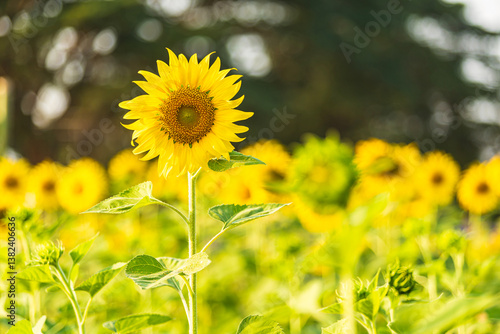 Obraz na płótnie Golden Sunflowers field at blooming farm agricultural Summer sunset and blue sky background texture with white clouds in Thailand w salonie