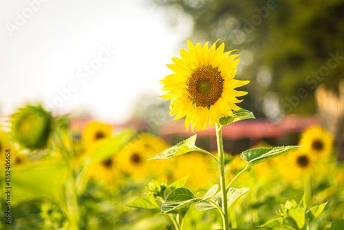 Obraz na płótnie Golden Sunflowers field at blooming farm agricultural Summer sunset and blue sky background texture with white clouds in Thailand w salonie