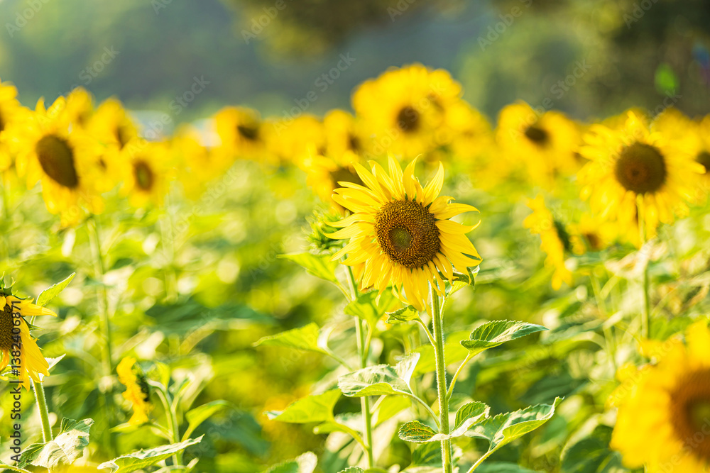 Golden Sunflowers field at blooming farm agricultural Summer sunset and blue sky background texture with white clouds in Thailand