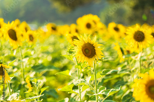 Obraz na płótnie Golden Sunflowers field at blooming farm agricultural Summer sunset and blue sky background texture with white clouds in Thailand w salonie