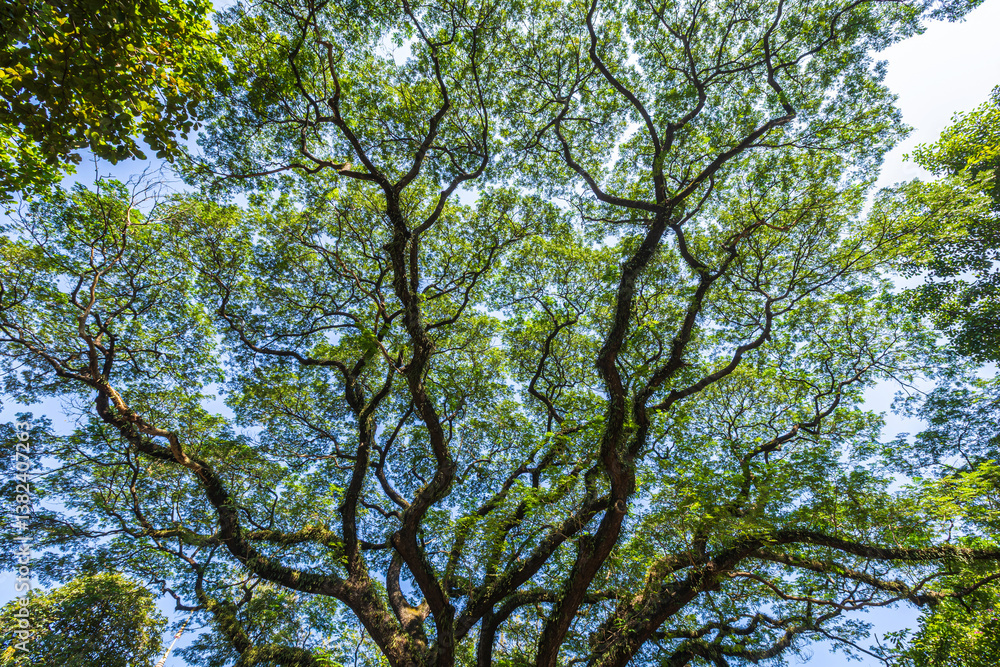 beautiful green leaves branch shining silhouette of big tree with the sun rays and blue sky background.