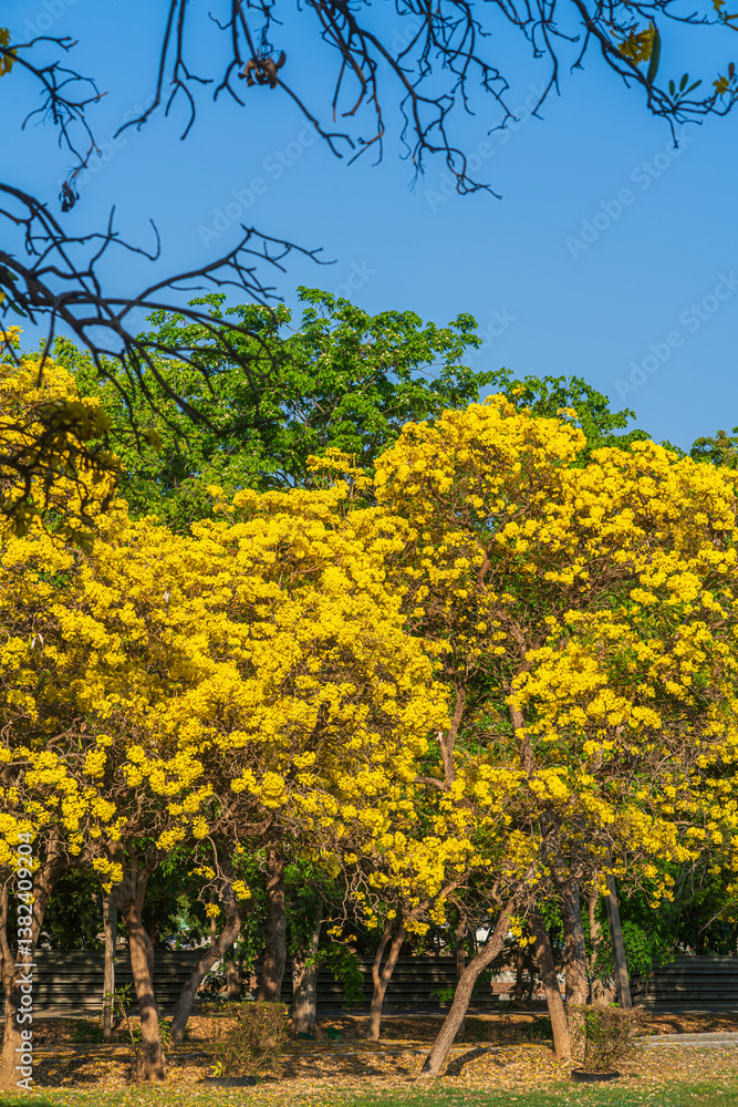 Beautiful blooming Yellow Golden trumpet tree or Tabebuia aurea roadside of the Yellow that are blooming with the park in spring day in the garden and sunset sky background in Thailand.