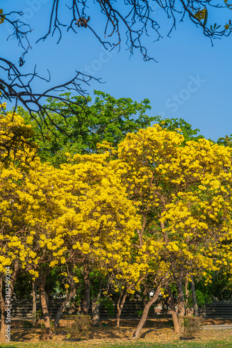 Obraz na płótnie Beautiful blooming Yellow Golden trumpet tree or Tabebuia aurea roadside of the Yellow that are blooming with the park in spring day in the garden and sunset sky background in Thailand. w salonie
