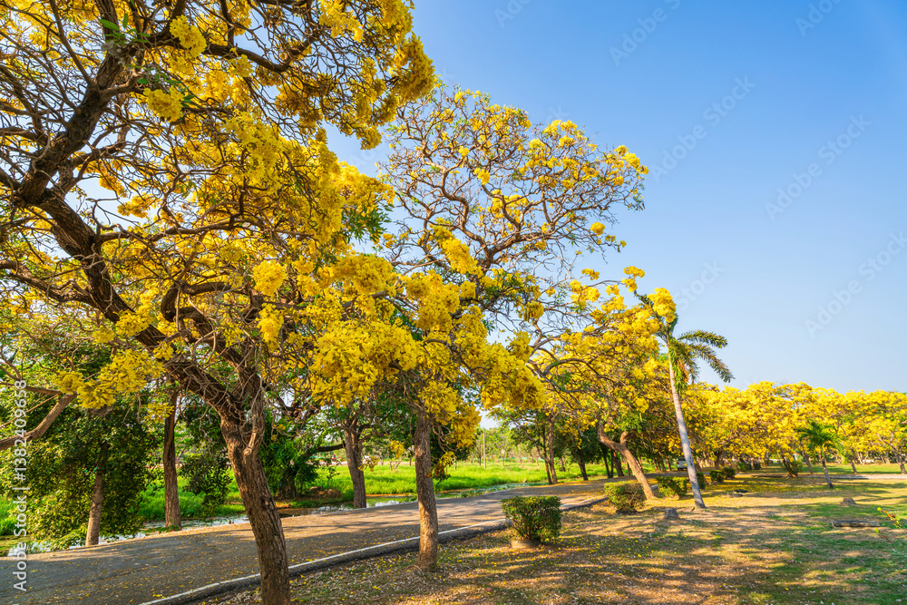 Beautiful blooming Yellow Golden trumpet tree or Tabebuia aurea roadside of the Yellow that are blooming with the park in spring day in the garden and sunset sky background in Thailand.