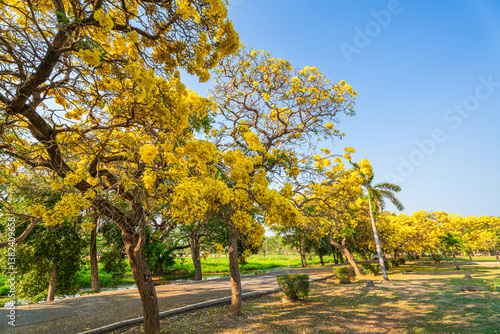 Obraz na płótnie Beautiful blooming Yellow Golden trumpet tree or Tabebuia aurea roadside of the Yellow that are blooming with the park in spring day in the garden and sunset sky background in Thailand. w salonie