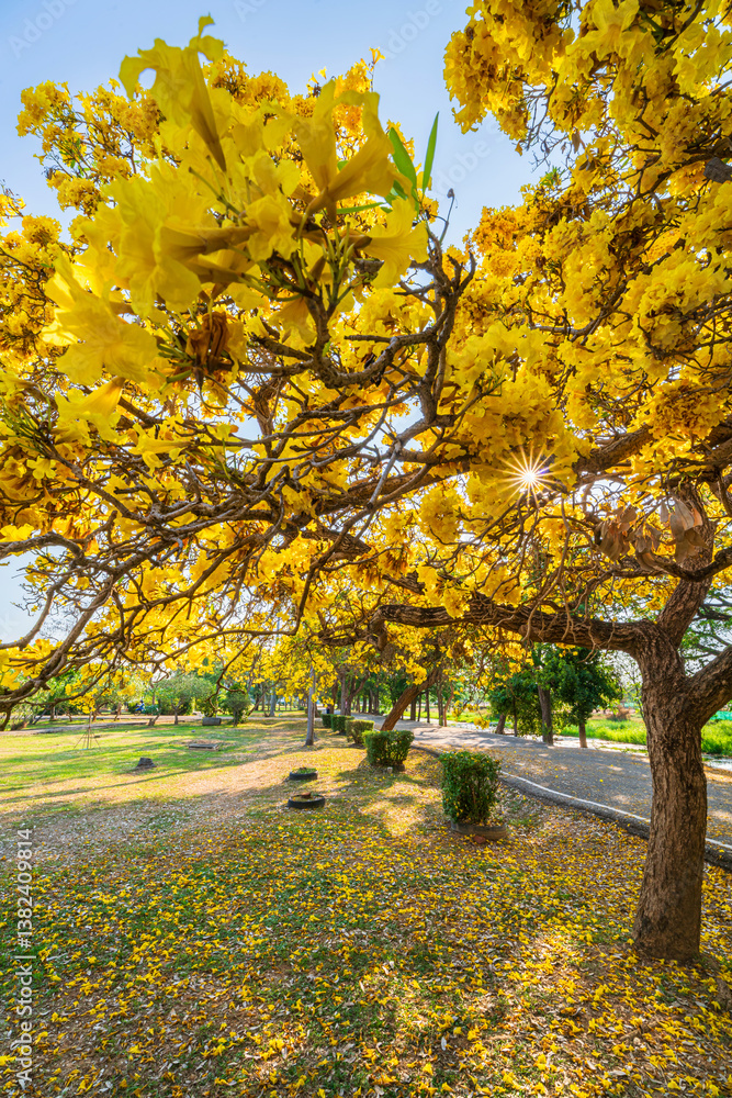 Beautiful blooming Yellow Golden trumpet tree or Tabebuia aurea roadside of the Yellow that are blooming with the park in spring day in the garden and sunset sky background in Thailand.
