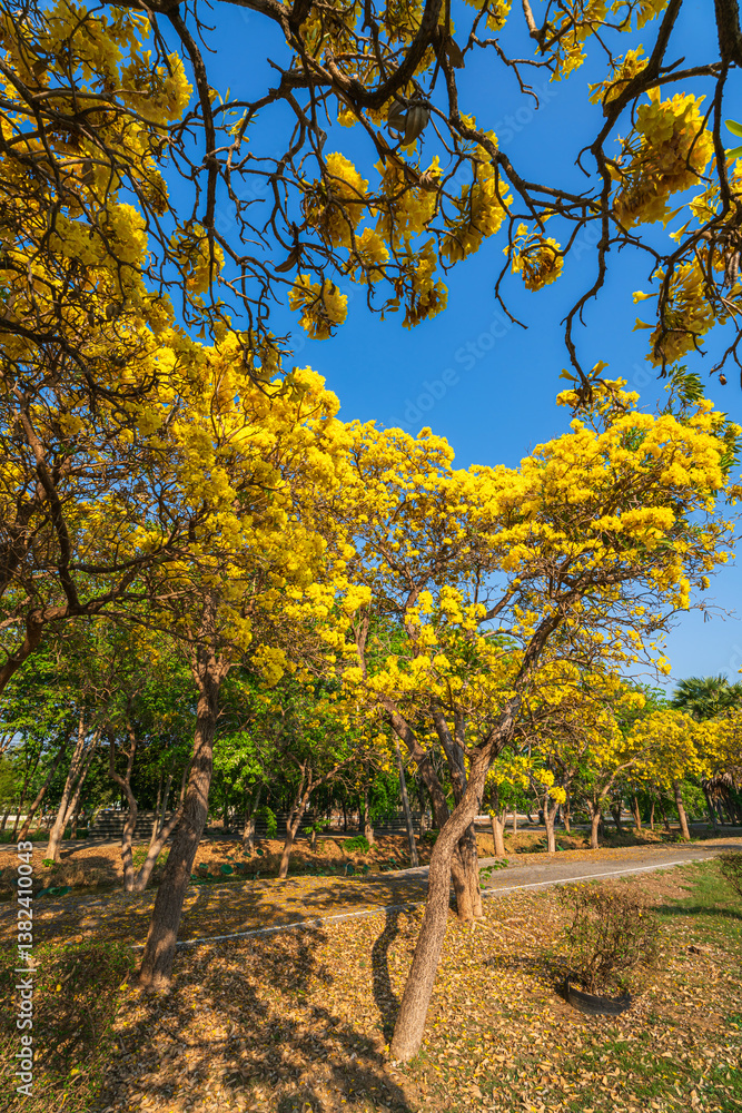 Beautiful blooming Yellow Golden trumpet tree or Tabebuia aurea roadside of the Yellow that are blooming with the park in spring day in the garden and sunset sky background in Thailand.