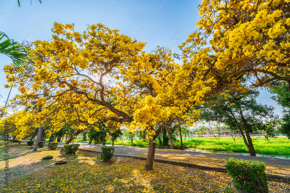Beautiful blooming Yellow Golden trumpet tree or Tabebuia aurea roadside of the Yellow that are blooming with the park in spring day in the garden and sunset sky background in Thailand.