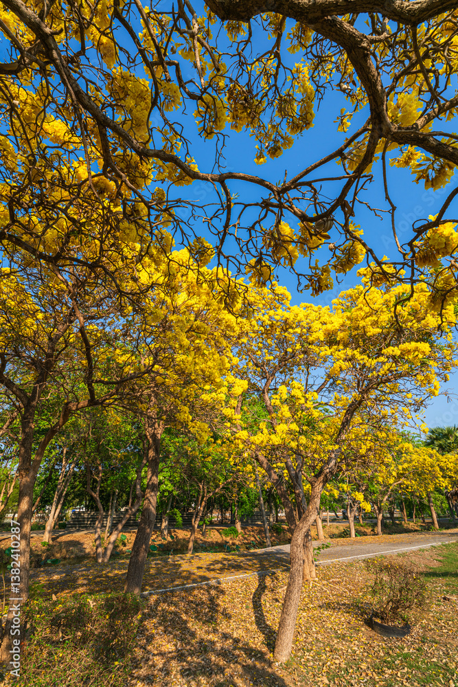 Beautiful blooming Yellow Golden trumpet tree or Tabebuia aurea roadside of the Yellow that are blooming with the park in spring day in the garden and sunset sky background in Thailand.