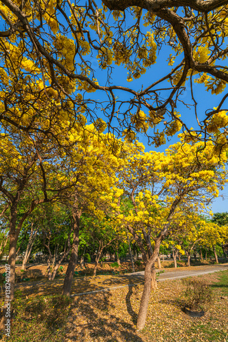 Obraz na płótnie Beautiful blooming Yellow Golden trumpet tree or Tabebuia aurea roadside of the Yellow that are blooming with the park in spring day in the garden and sunset sky background in Thailand. w salonie