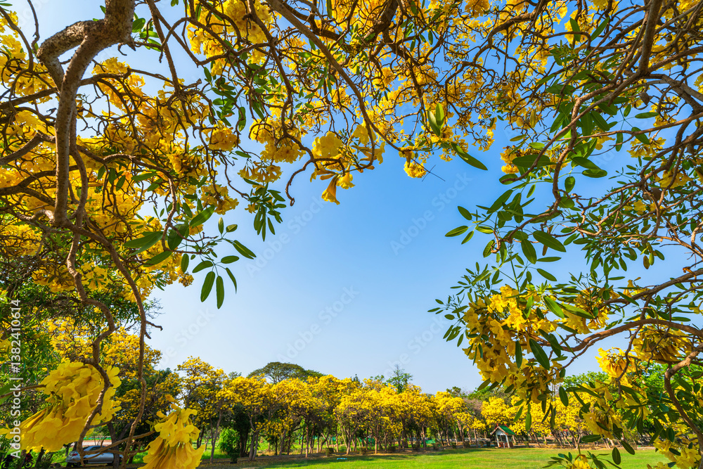 Beautiful blooming Yellow Golden trumpet tree or Tabebuia aurea roadside of the Yellow that are blooming with the park in spring day in the garden and sunset sky background in Thailand.