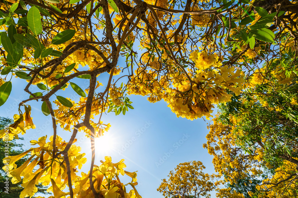 Beautiful blooming Yellow Golden trumpet tree or Tabebuia aurea roadside of the Yellow that are blooming with the park in spring day in the garden and sunset sky background in Thailand.