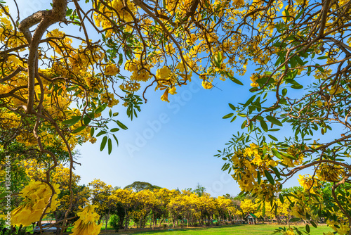 Obraz na płótnie Beautiful blooming Yellow Golden trumpet tree or Tabebuia aurea roadside of the Yellow that are blooming with the park in spring day in the garden and sunset sky background in Thailand. w salonie