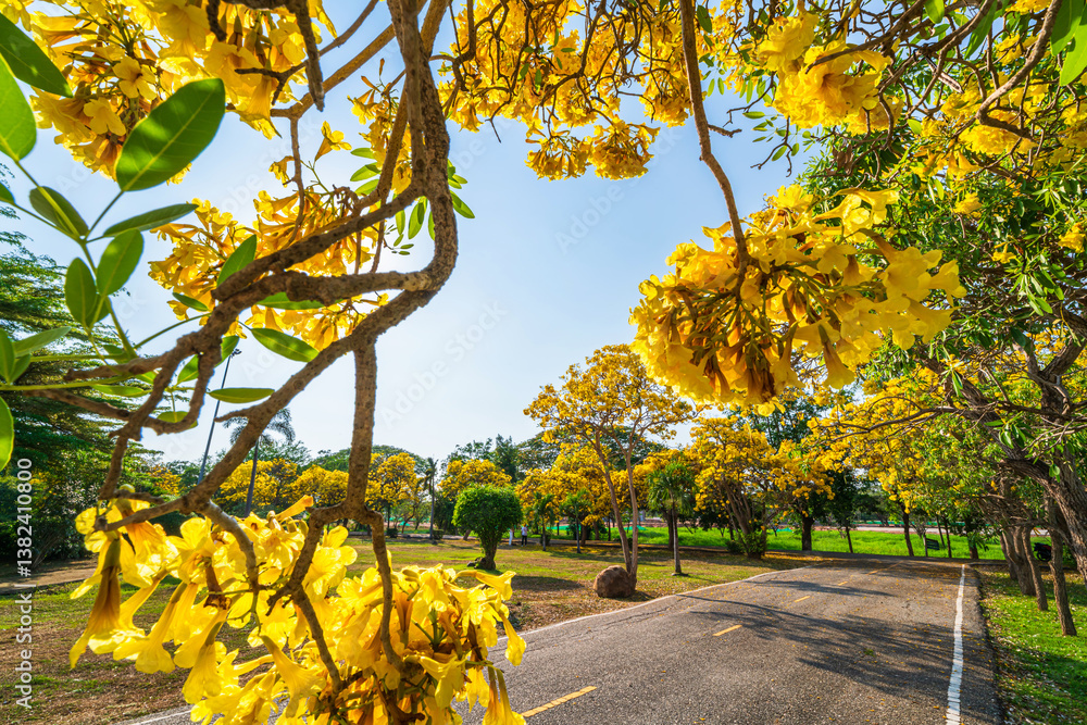 Beautiful blooming Yellow Golden trumpet tree or Tabebuia aurea roadside of the Yellow that are blooming with the park in spring day in the garden and sunset sky background in Thailand.