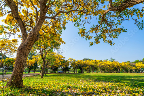 Beautiful blooming Yellow Golden trumpet tree or Tabebuia aurea roadside of the Yellow that are blooming with the park in spring day in the garden and sunset sky background in Thailand.