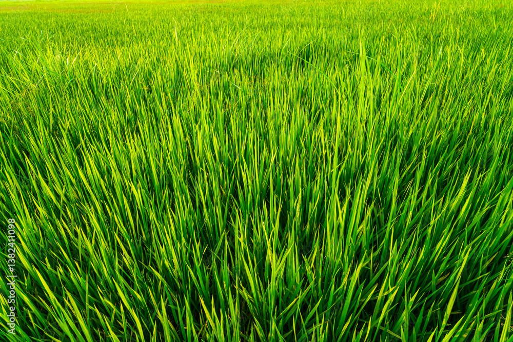 Scenic view landscape of Rice field green grass with field cornfield or in Asia country agriculture harvest with fluffy clouds blue sky sunset evening background.