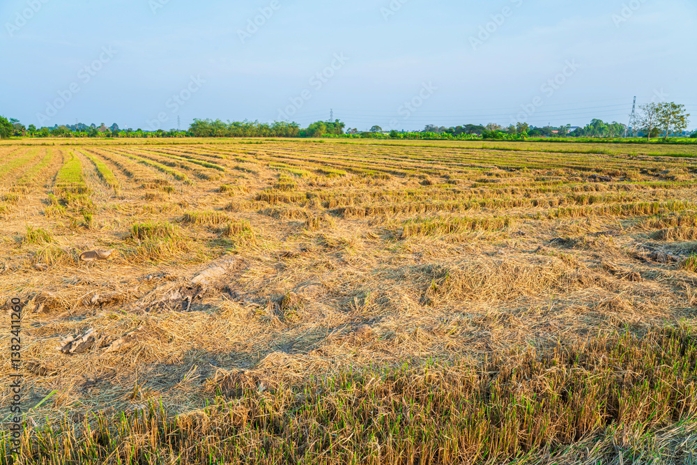 Beautiful golden ear of Thai jasmine rice plant on organic rice field in Asia country agriculture harvest with sunset sky background.