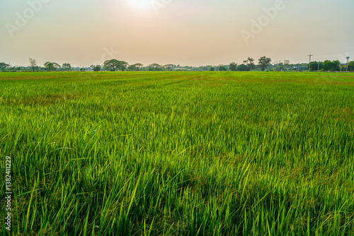 Scenic view landscape of Rice field green grass with field cornfield or in Asia country agriculture harvest with fluffy clouds blue sky sunset evening background.