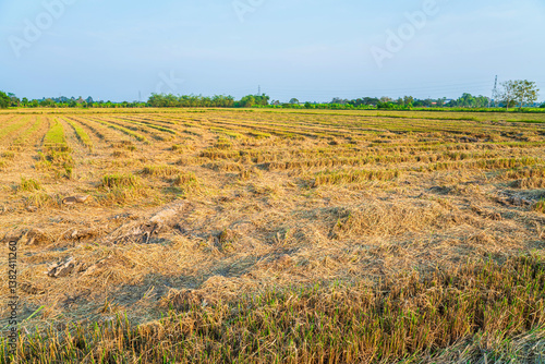 Beautiful golden ear of Thai jasmine rice plant on organic rice field in Asia country agriculture harvest with sunset sky background.